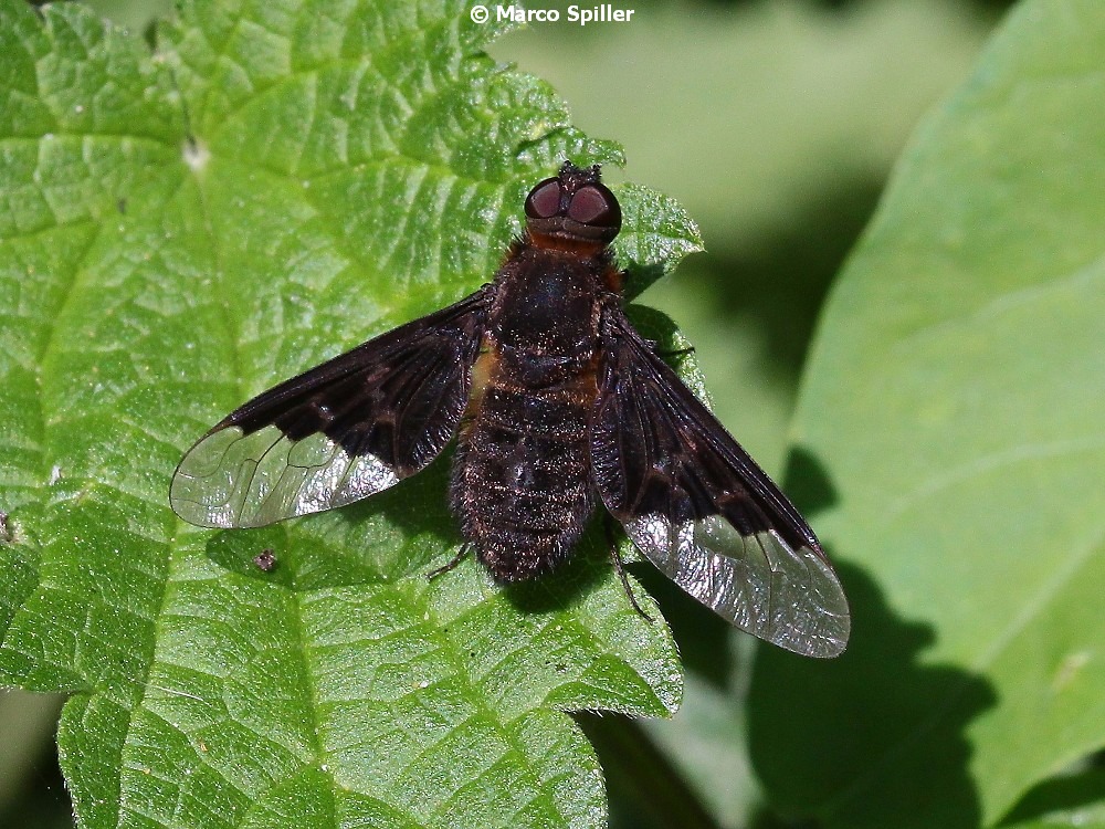 Bombyliidae: Hemipenthes morio